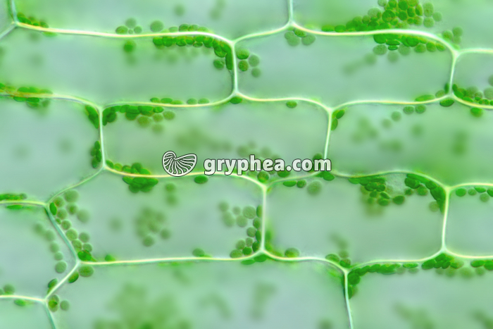 Cellules chlorophylliennes x100 - gryphea.com